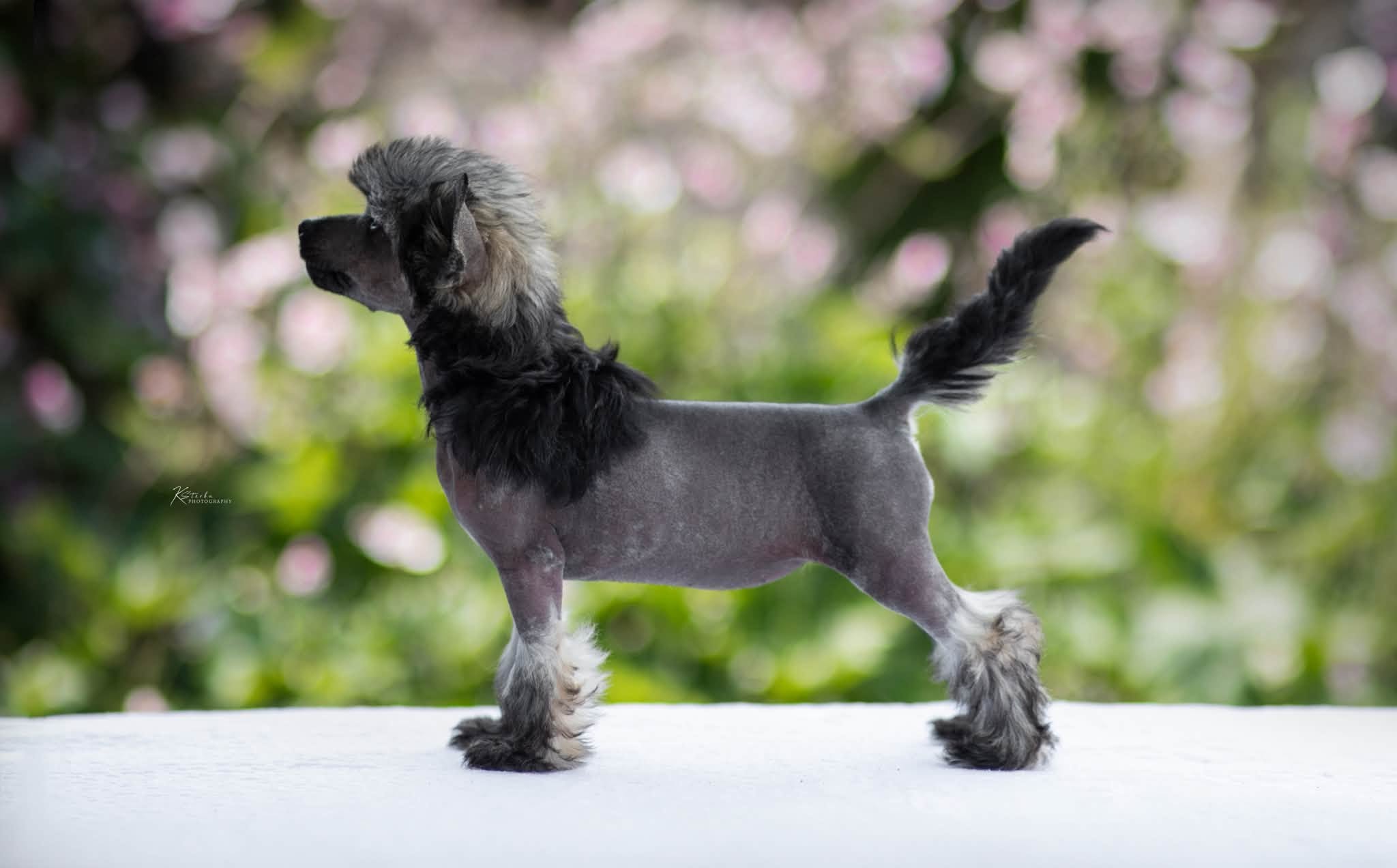 Kimci
