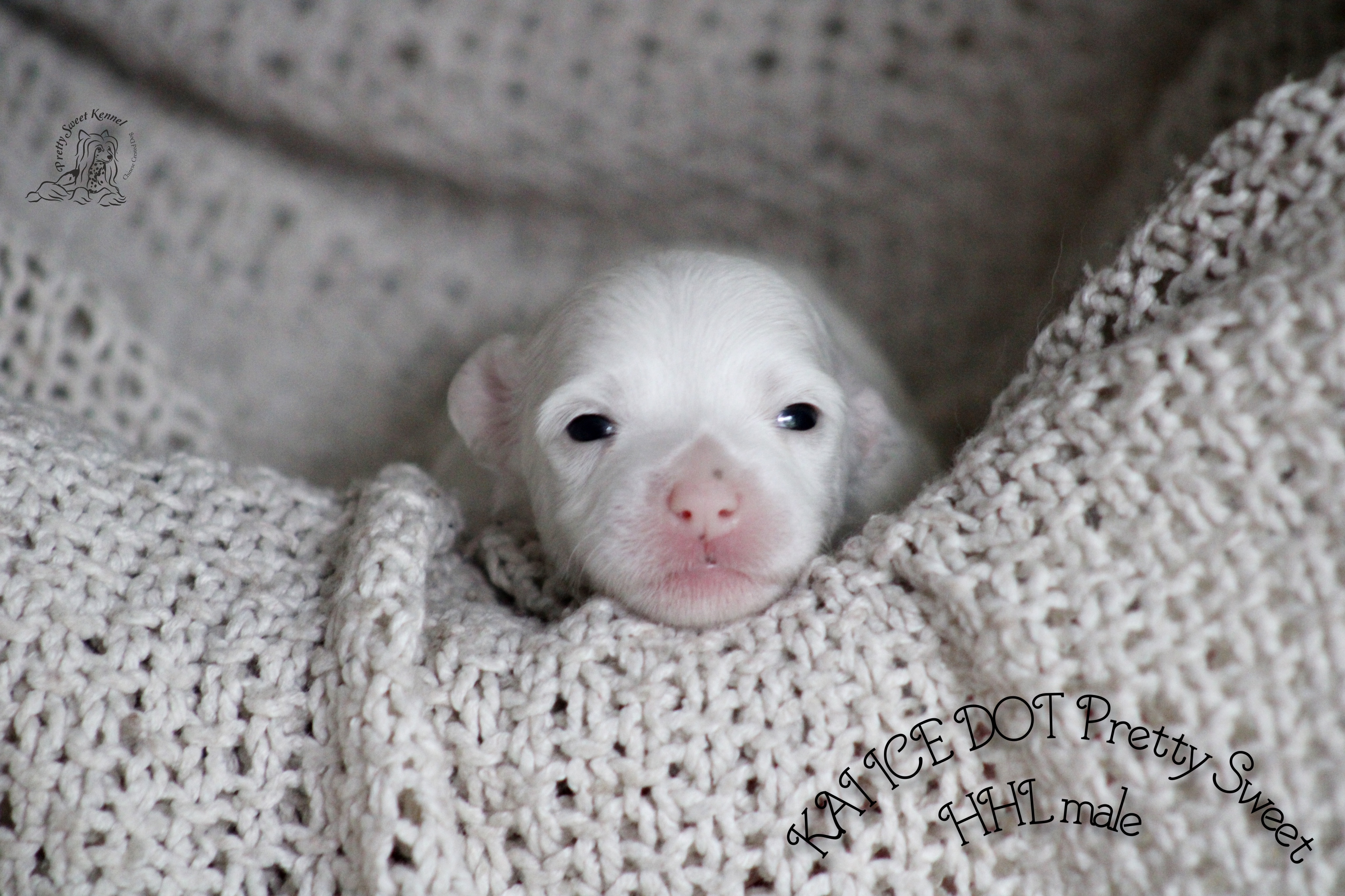 Kai