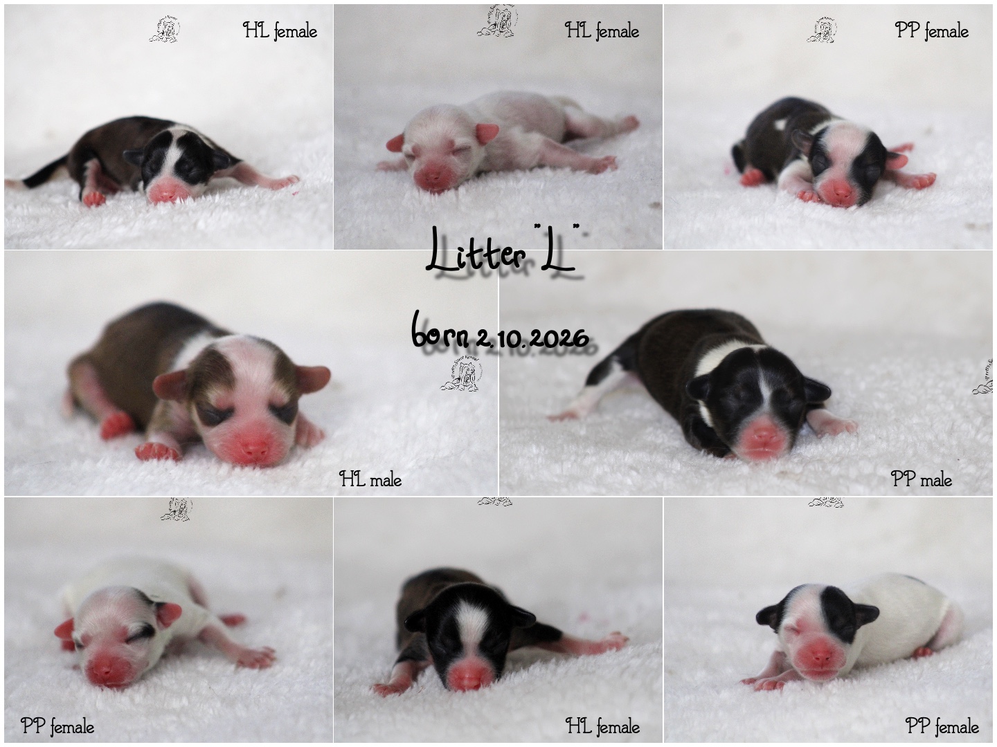 Litter L